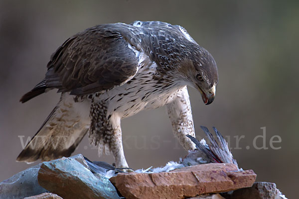 Habichtsadler (Aquila fasciata)