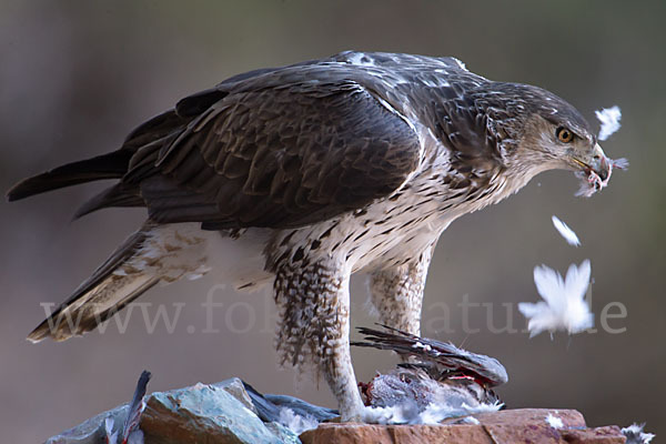 Habichtsadler (Aquila fasciata)