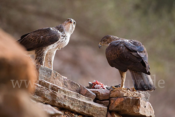 Habichtsadler (Aquila fasciata)