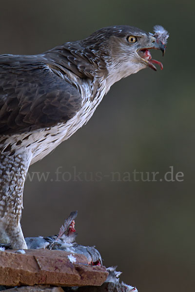 Habichtsadler (Aquila fasciata)