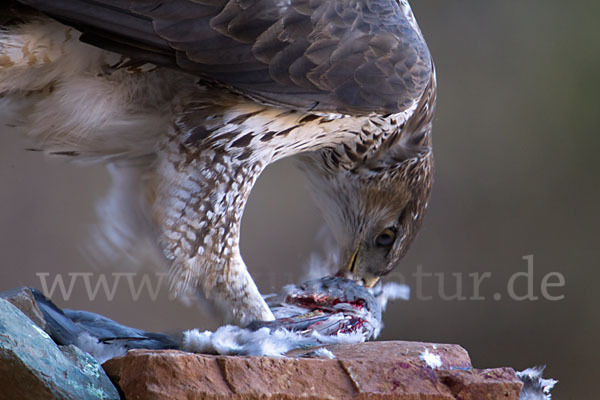 Habichtsadler (Aquila fasciata)