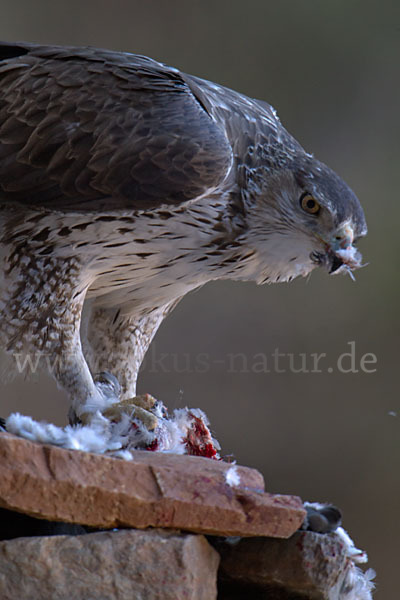 Habichtsadler (Aquila fasciata)