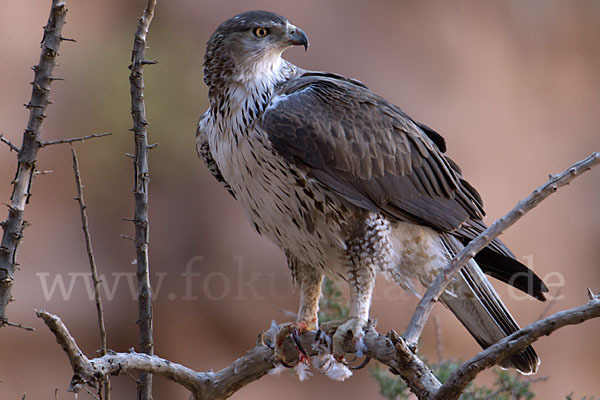 Habichtsadler (Aquila fasciata)