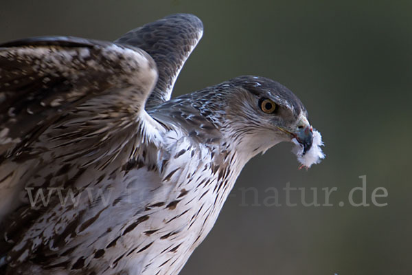 Habichtsadler (Aquila fasciata)