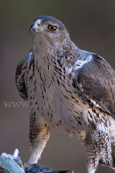 Habichtsadler (Aquila fasciata)