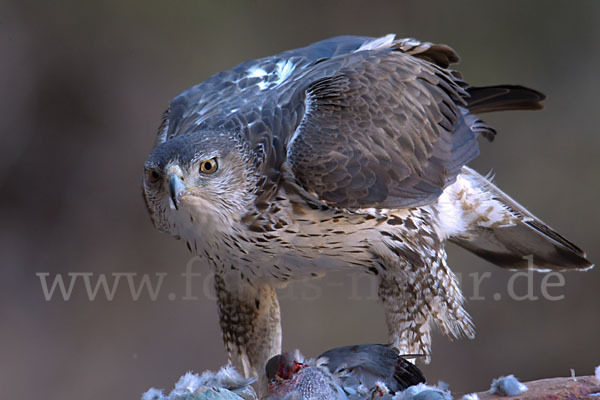 Habichtsadler (Aquila fasciata)