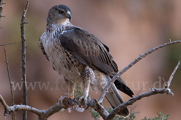 Habichtsadler (Aquila fasciata)