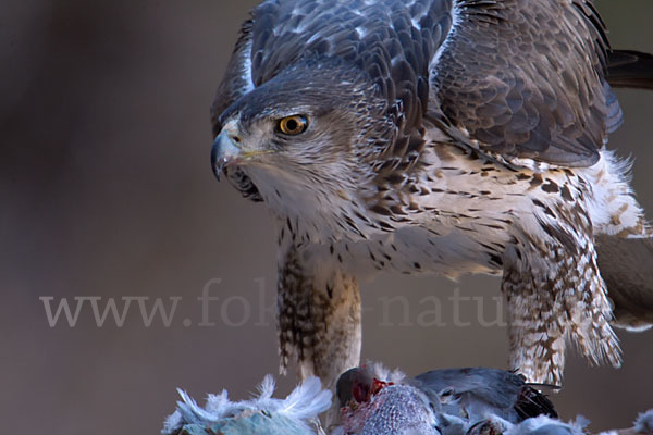 Habichtsadler (Aquila fasciata)