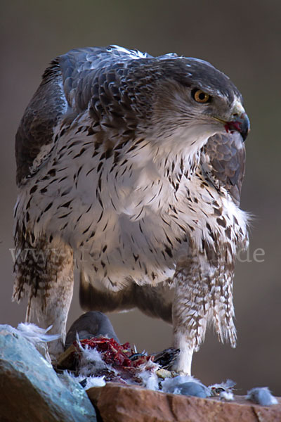 Habichtsadler (Aquila fasciata)