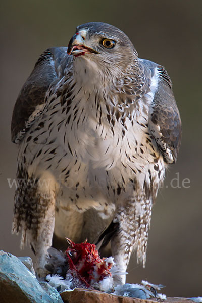 Habichtsadler (Aquila fasciata)