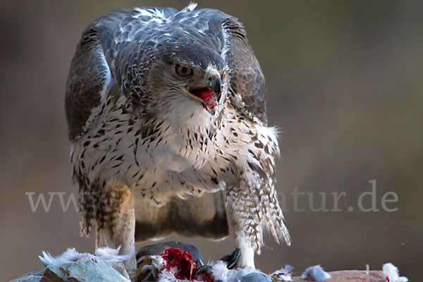 Habichtsadler (Aquila fasciata)