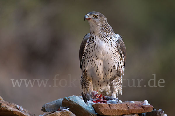 Habichtsadler (Aquila fasciata)