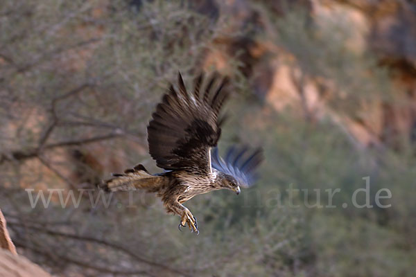 Habichtsadler (Aquila fasciata)