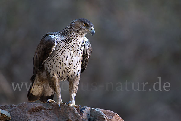 Habichtsadler (Aquila fasciata)