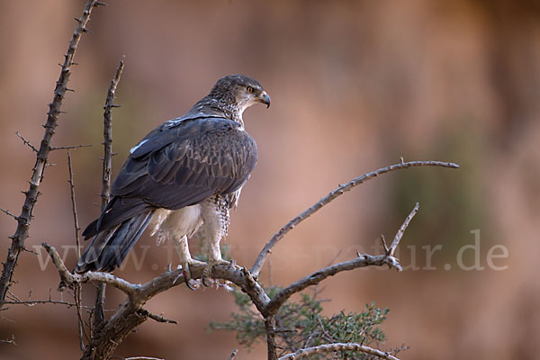 Habichtsadler (Aquila fasciata)