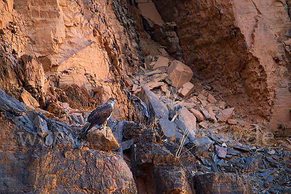 Habichtsadler (Aquila fasciata)