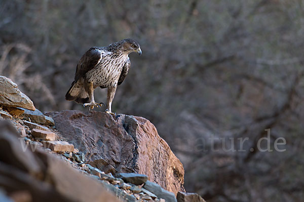 Habichtsadler (Aquila fasciata)