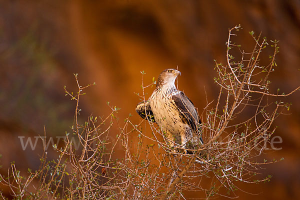 Habichtsadler (Aquila fasciata)