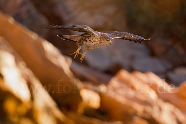 Habichtsadler (Aquila fasciata)