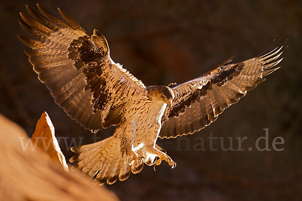 Habichtsadler (Aquila fasciata)