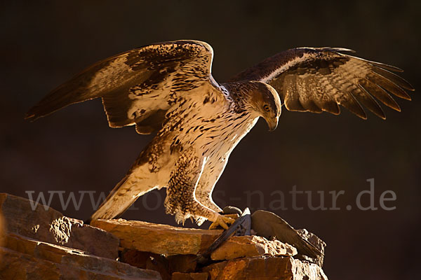 Habichtsadler (Aquila fasciata)