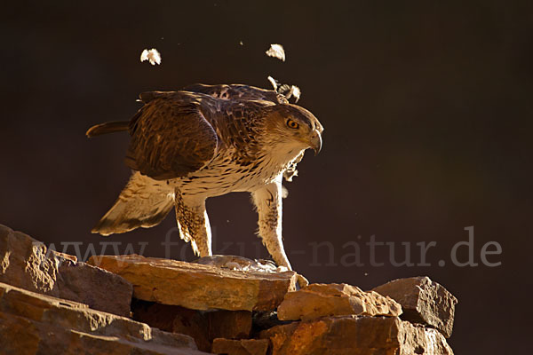 Habichtsadler (Aquila fasciata)