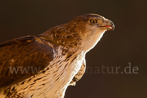 Habichtsadler (Aquila fasciata)