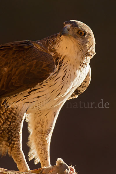 Habichtsadler (Aquila fasciata)