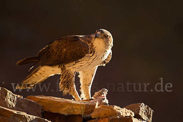 Habichtsadler (Aquila fasciata)