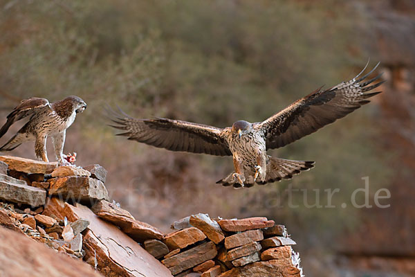 Habichtsadler (Aquila fasciata)