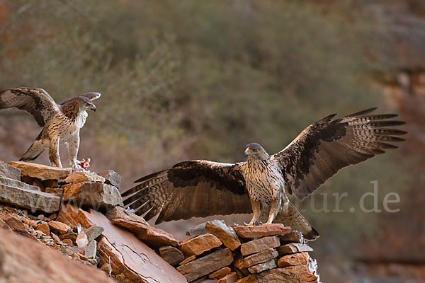 Habichtsadler (Aquila fasciata)