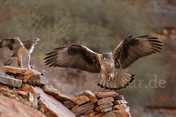 Habichtsadler (Aquila fasciata)