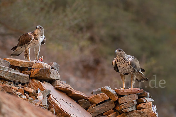 Habichtsadler (Aquila fasciata)