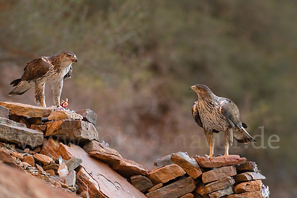 Habichtsadler (Aquila fasciata)