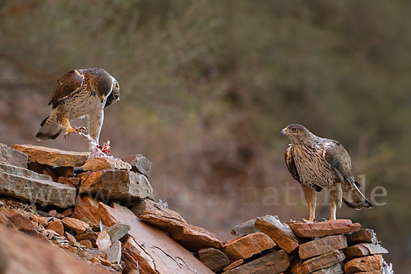 Habichtsadler (Aquila fasciata)