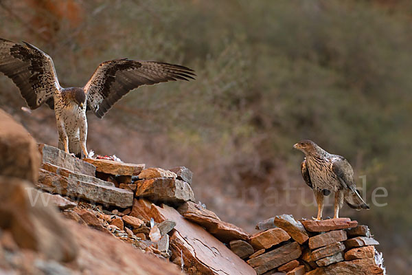 Habichtsadler (Aquila fasciata)