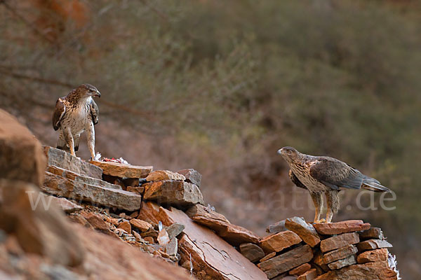 Habichtsadler (Aquila fasciata)