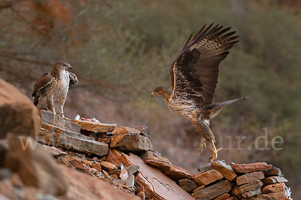 Habichtsadler (Aquila fasciata)