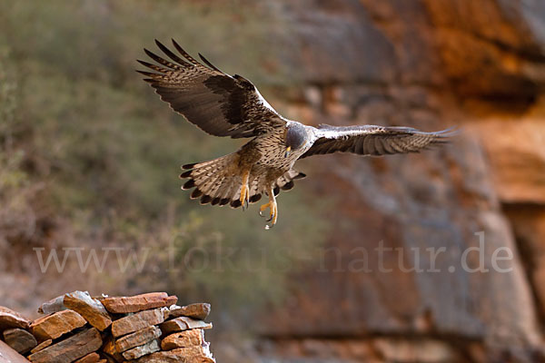 Habichtsadler (Aquila fasciata)