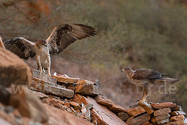 Habichtsadler (Aquila fasciata)