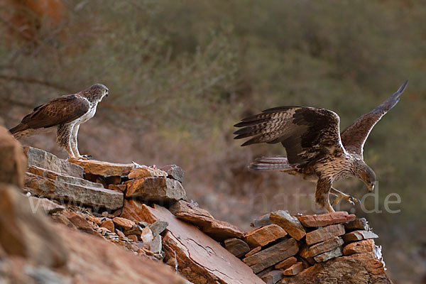 Habichtsadler (Aquila fasciata)