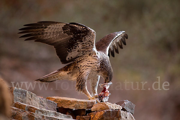 Habichtsadler (Aquila fasciata)