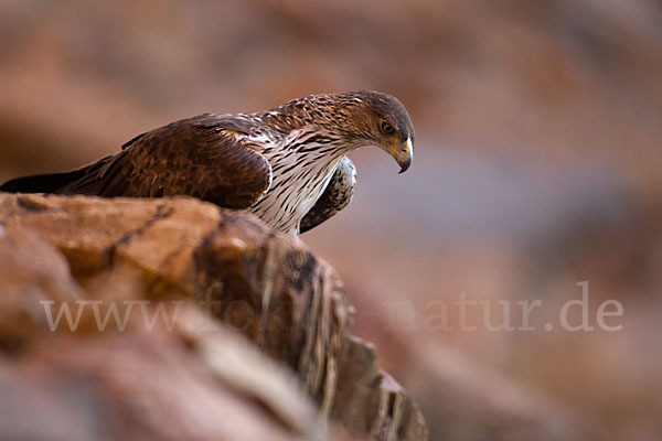 Habichtsadler (Aquila fasciata)