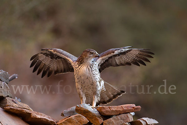 Habichtsadler (Aquila fasciata)