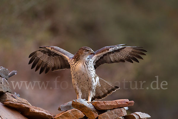 Habichtsadler (Aquila fasciata)