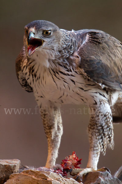 Habichtsadler (Aquila fasciata)