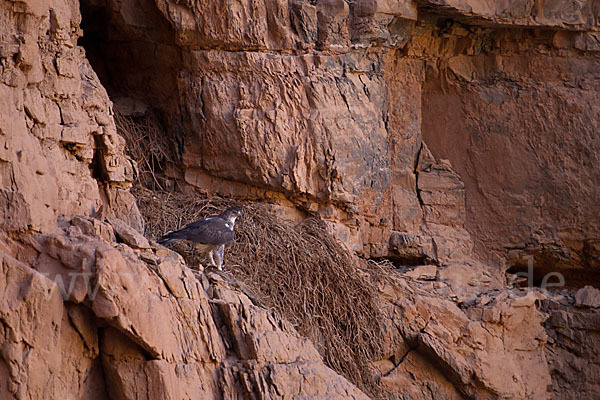 Habichtsadler (Aquila fasciata)