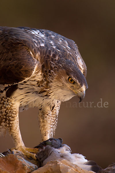 Habichtsadler (Aquila fasciata)