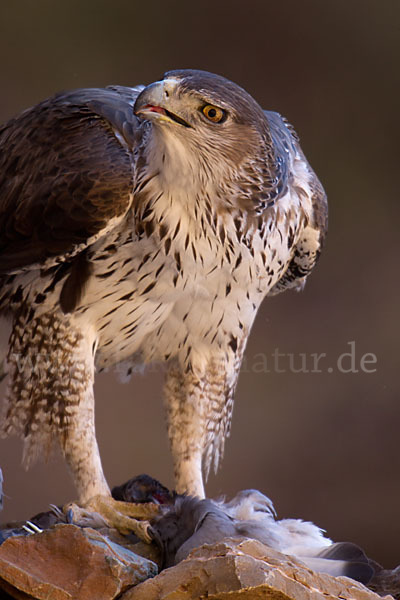 Habichtsadler (Aquila fasciata)