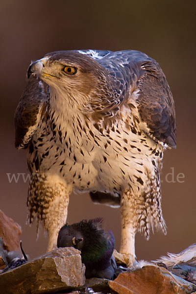 Habichtsadler (Aquila fasciata)